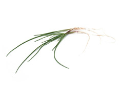 Micro Red Spring Onion