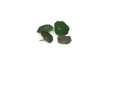 Nasturtium Micro Leaves (2cm)