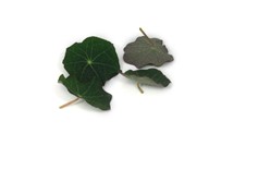 Nasturtium Mini Leaves (4cm)