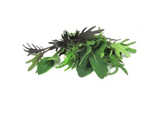 Mini kale leaves mix 