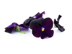 Edible flowers Purple pansies
