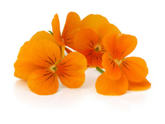 Edible flowers Orange pansies