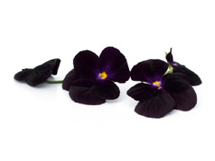 Edible flowers | Black pansies