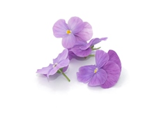 Eetbare bloemen | Viool Lavendel