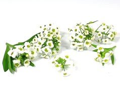 Lobularia bloemen wit