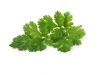 Coriander
