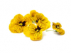 Eetbare bloemen Viooltjes Goud Geel
