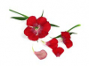 Dianthus Rood