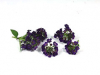 Lobularia bloemen paars
