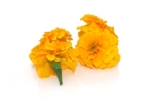 Eetbare bloemen | Afrikaan geel