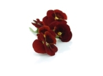 Eetbare bloemen | Viool Rood