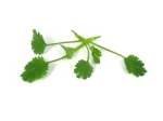 Micro Coriander