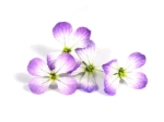 Radijsbloemen