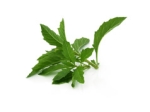 Epazote