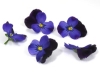 Edible flowers Black/purple pansies