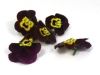 Edible flowers Rubygold pansies